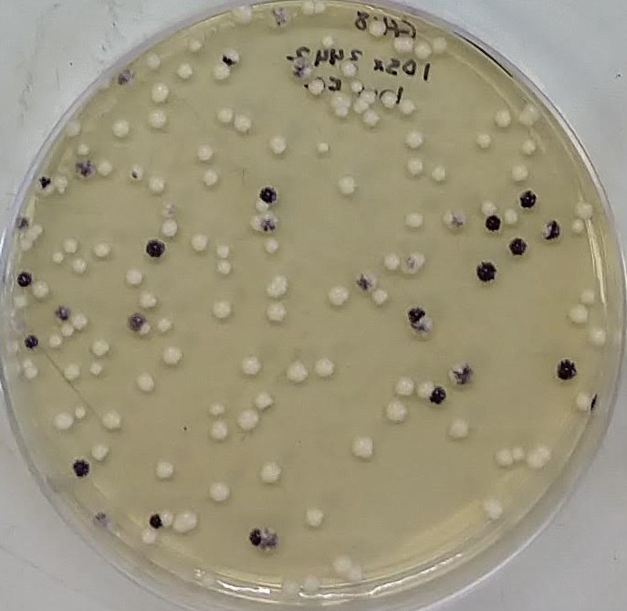 Two colors of yeast growing on a plate