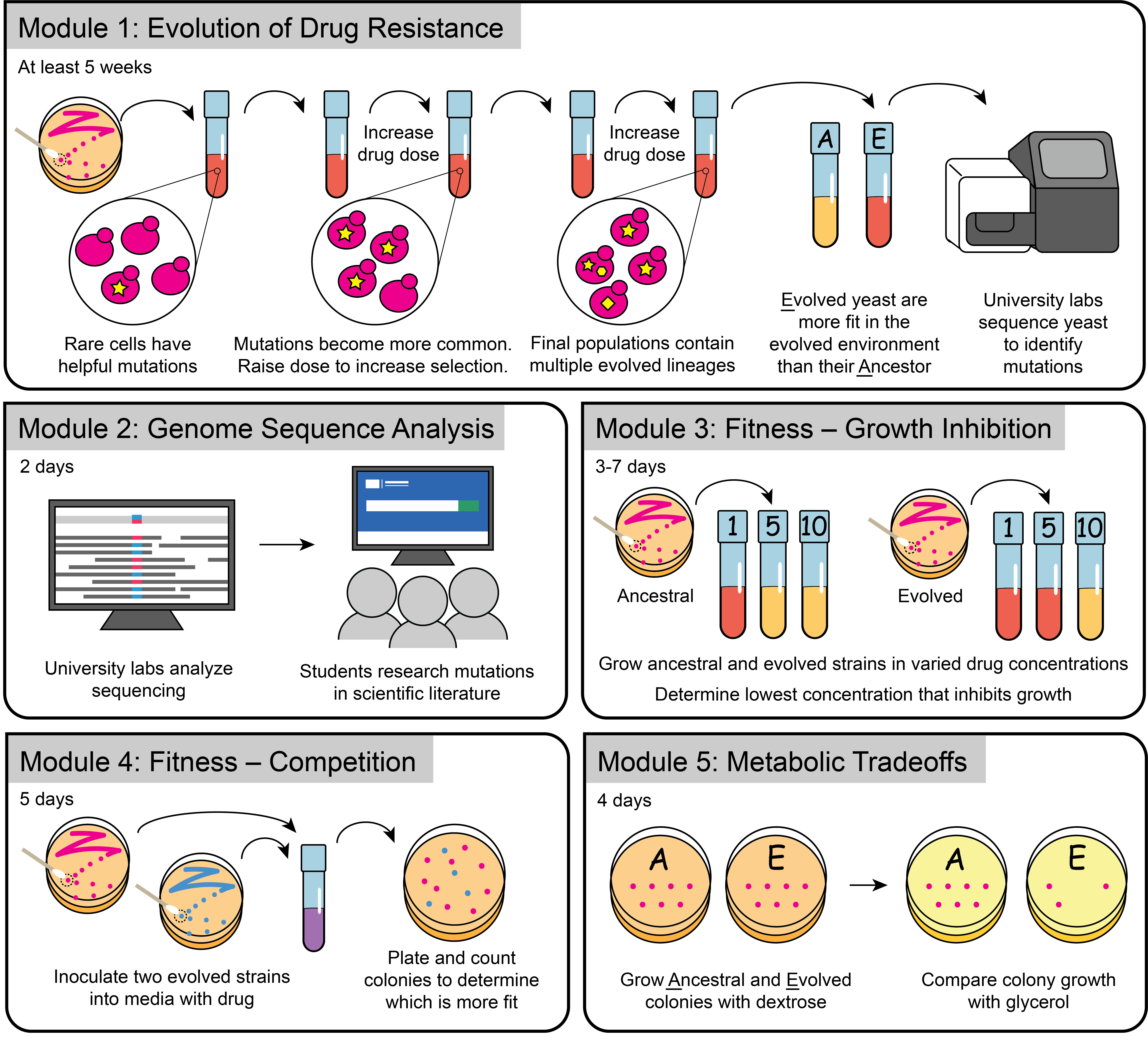 azole_overview