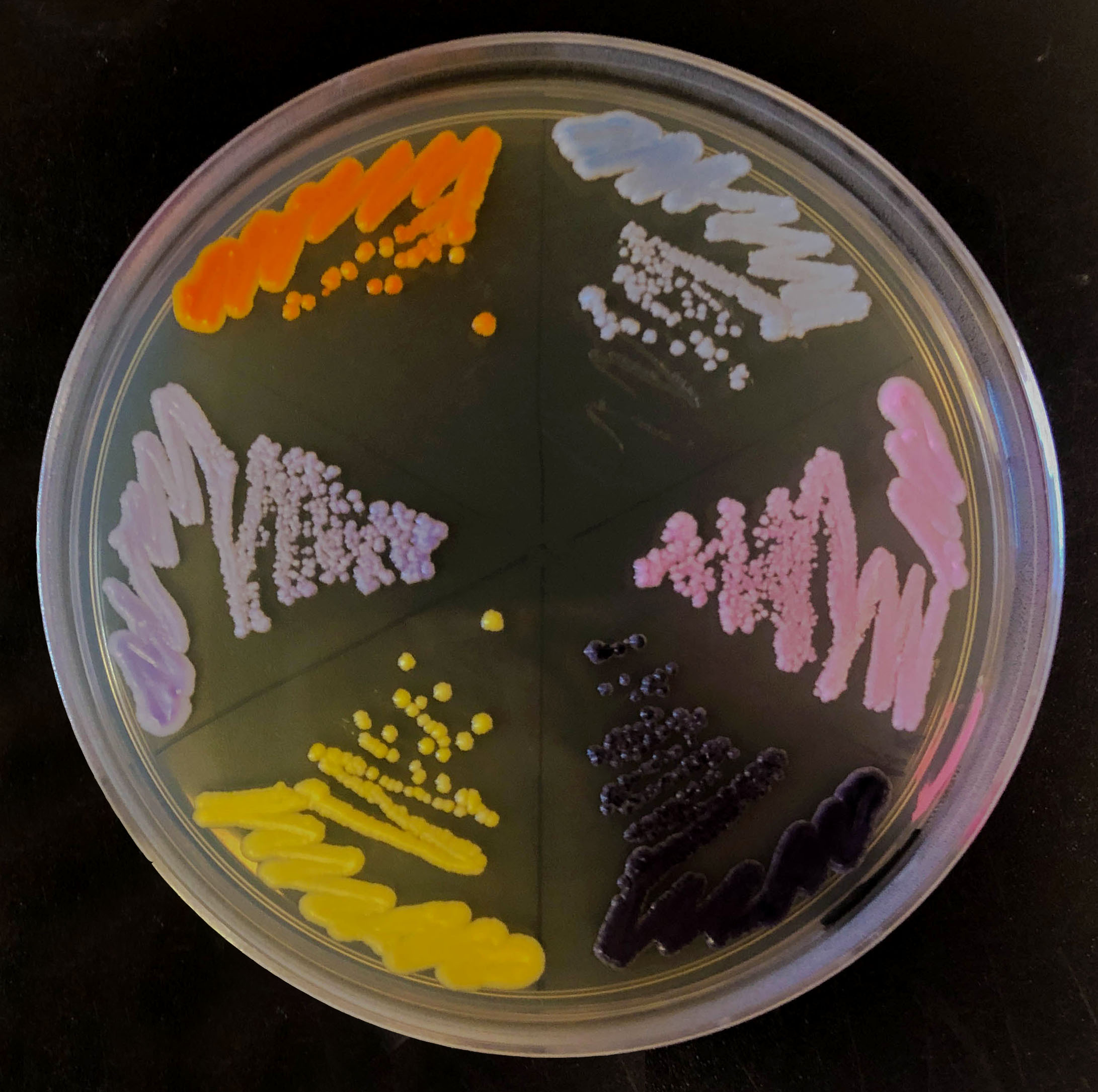 six different colored strains of yeast struck out on an agar plate