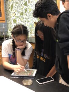Three students in a high school biology class use an iPad and stylus to count yeast colonies on a photo of a Petri dish